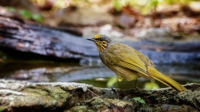 Streifenkehlbülbül / Stripe-throated Bulbul